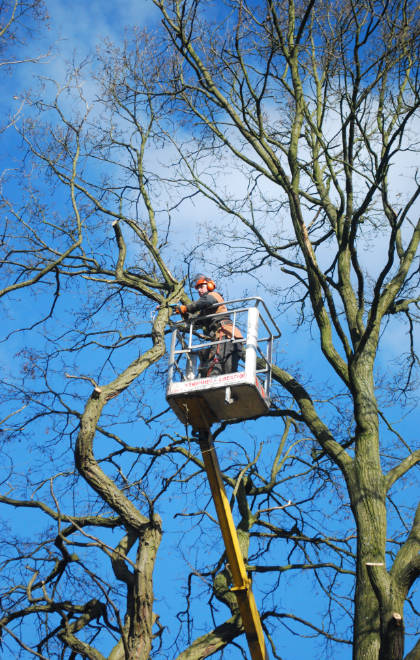 Bomen vellen