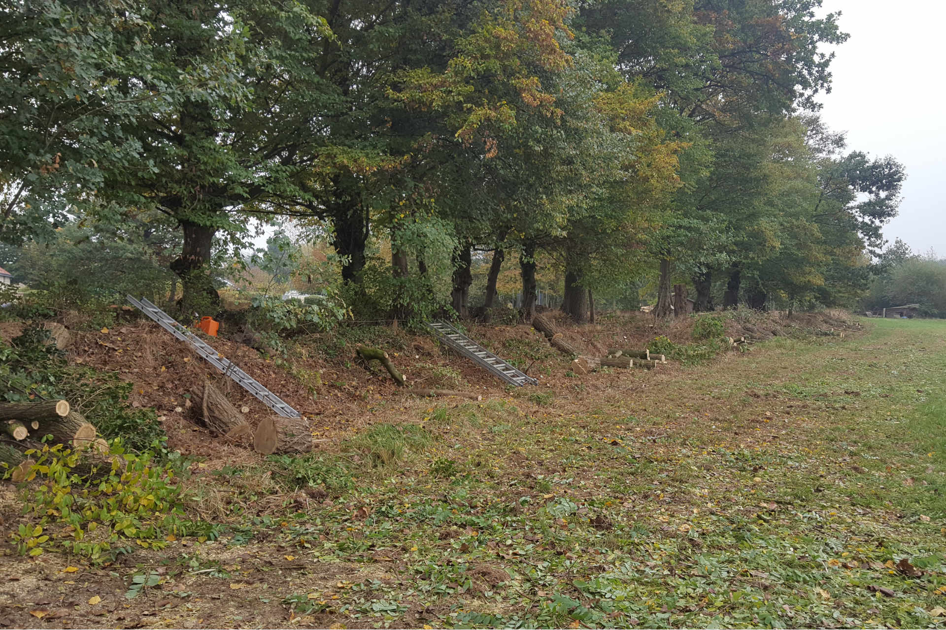 Boom- en snoeiwerken Davy Vanvlasselaer